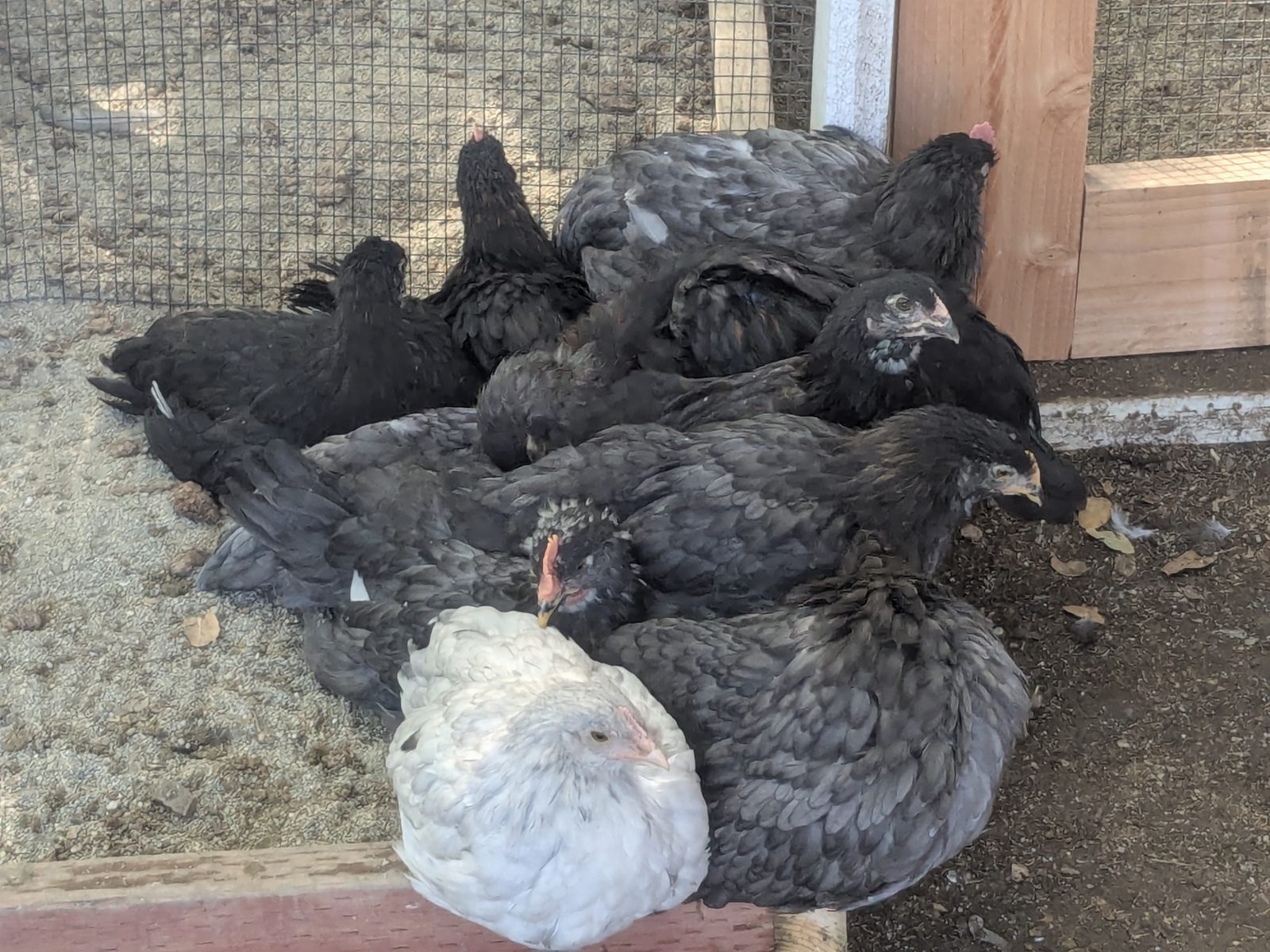 Our heritage breed laying hens resting by the coop in Danville, California