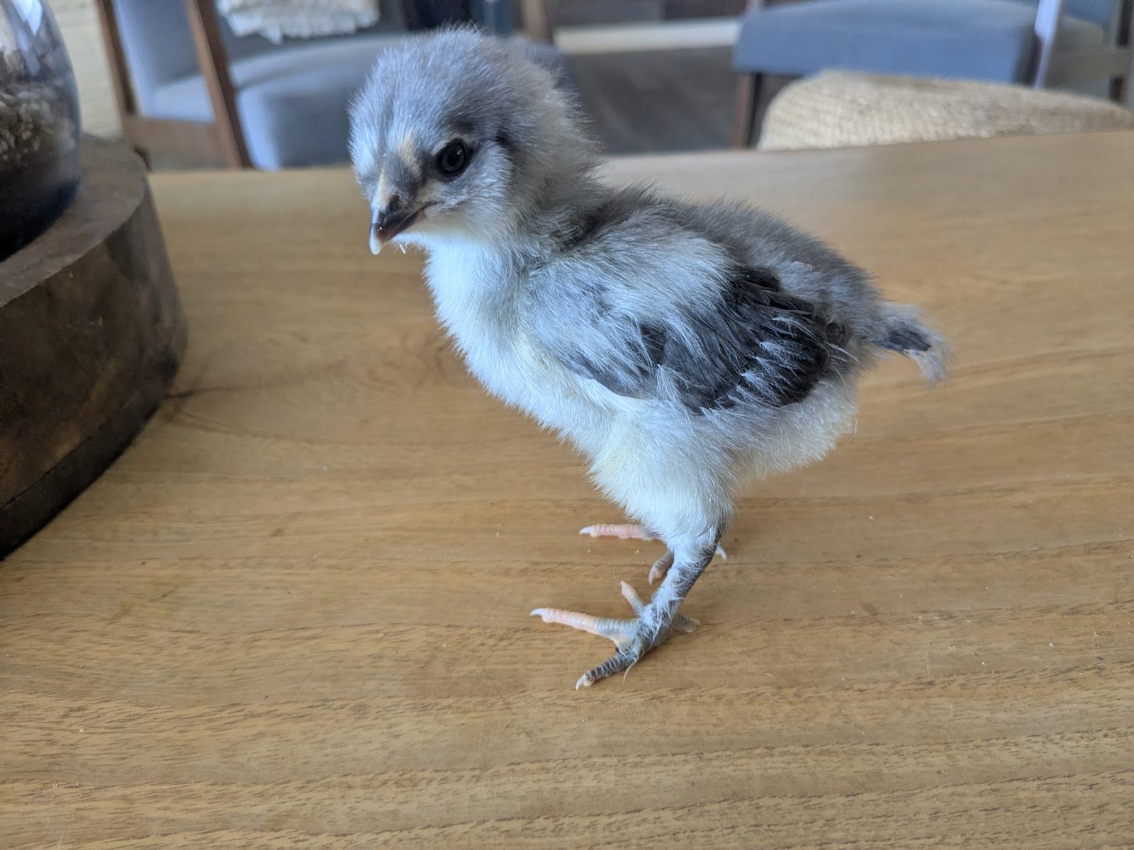 Blue French Copper Marans chick
