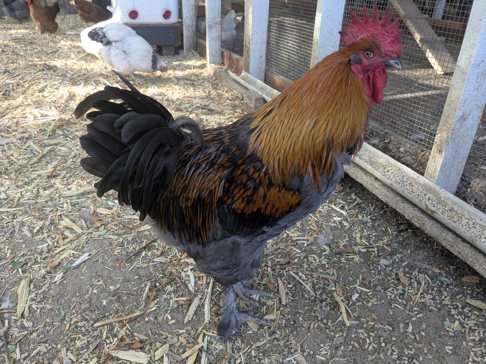 Blue Copper Marans rooster with copper hackles