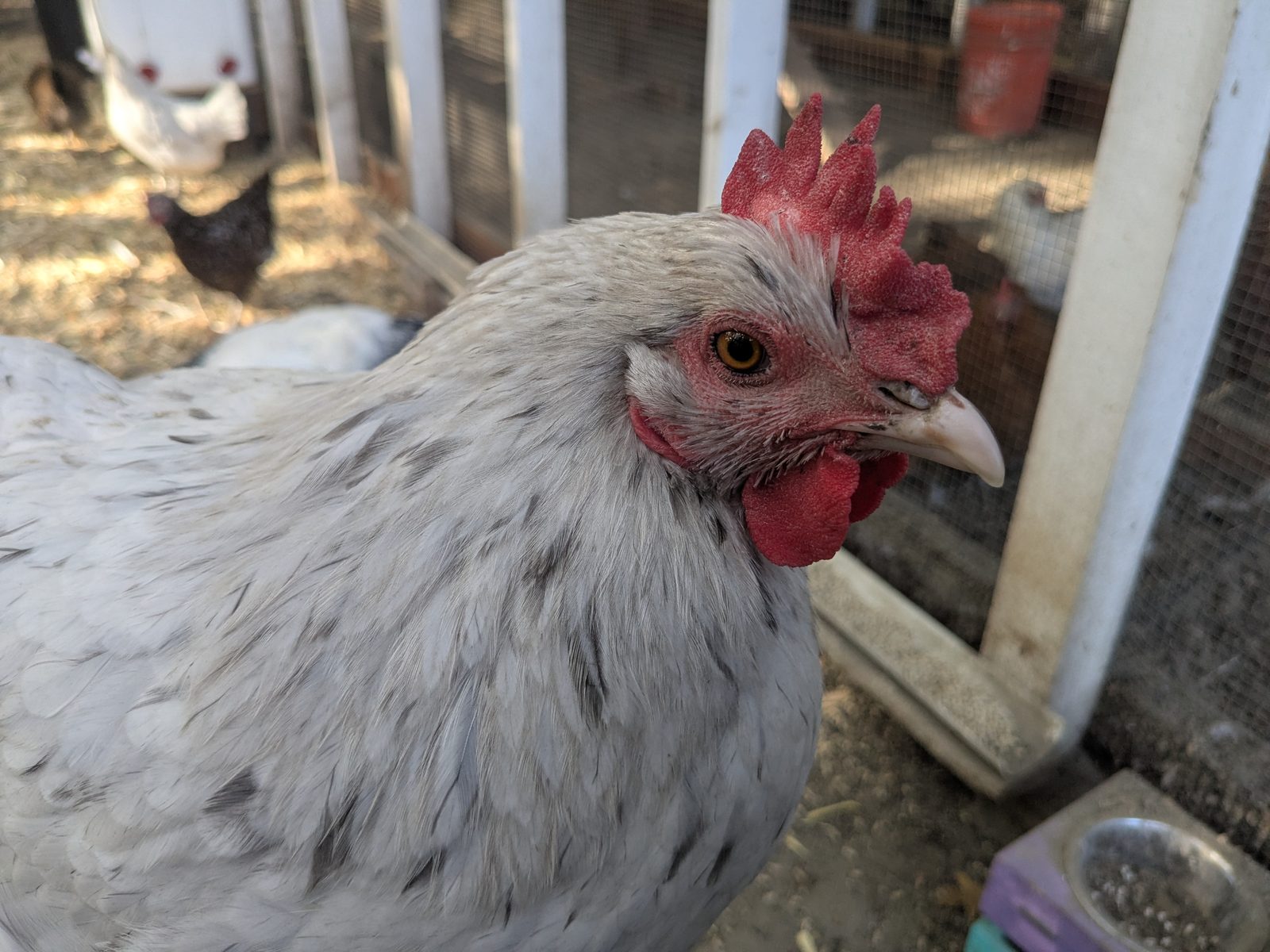 Splash Copper Marans hen