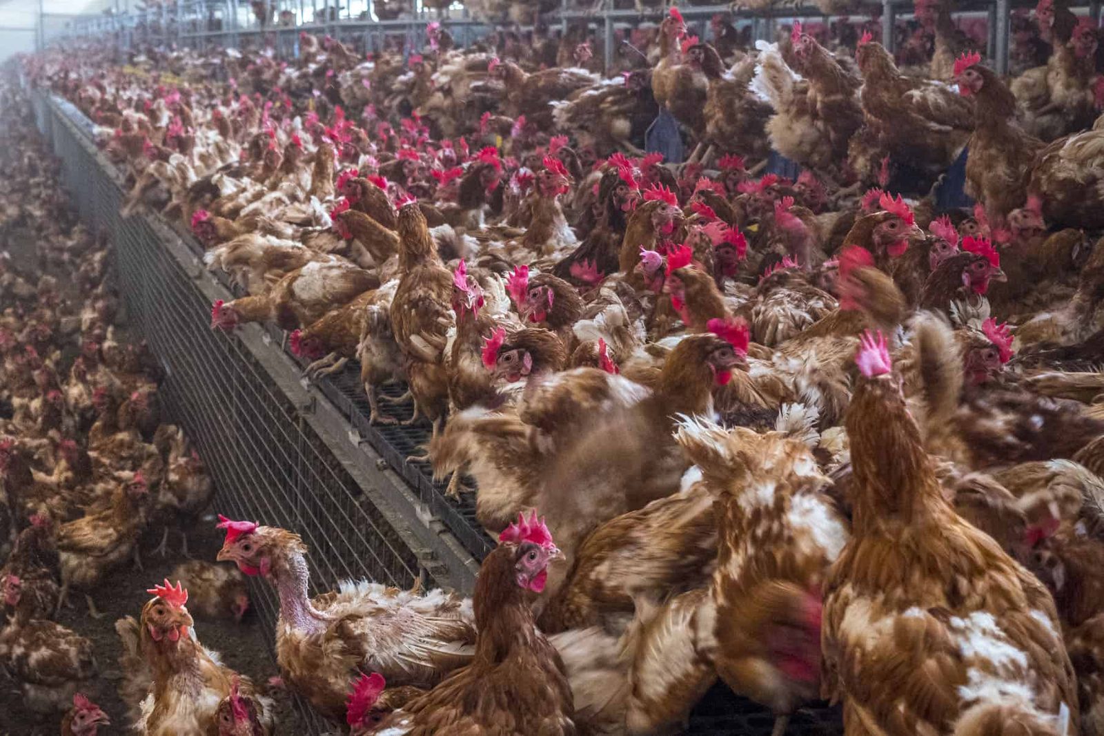 A crowded commercial egg-laying barn
