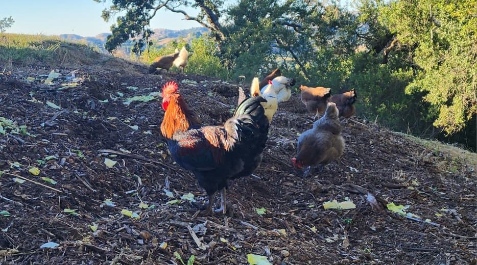 One of our roosters foraging on open ground in Danville