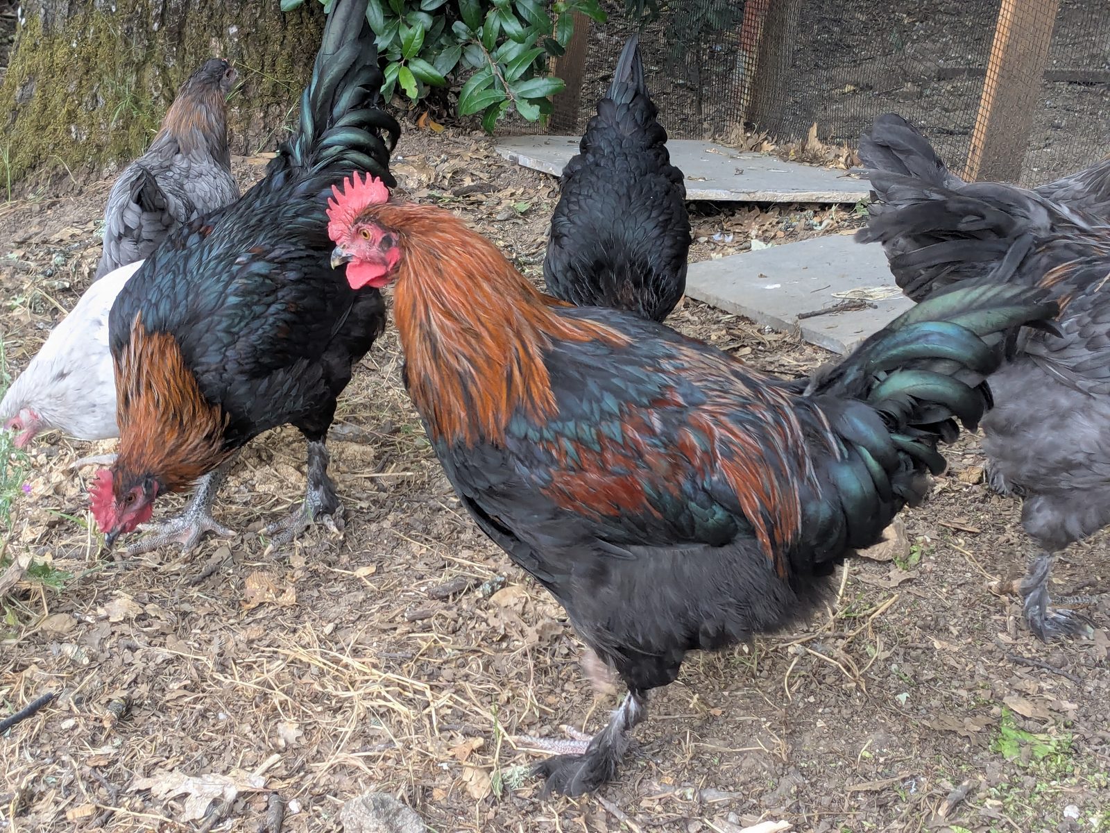 Our roosters and hens free-ranging on open ground in Danville