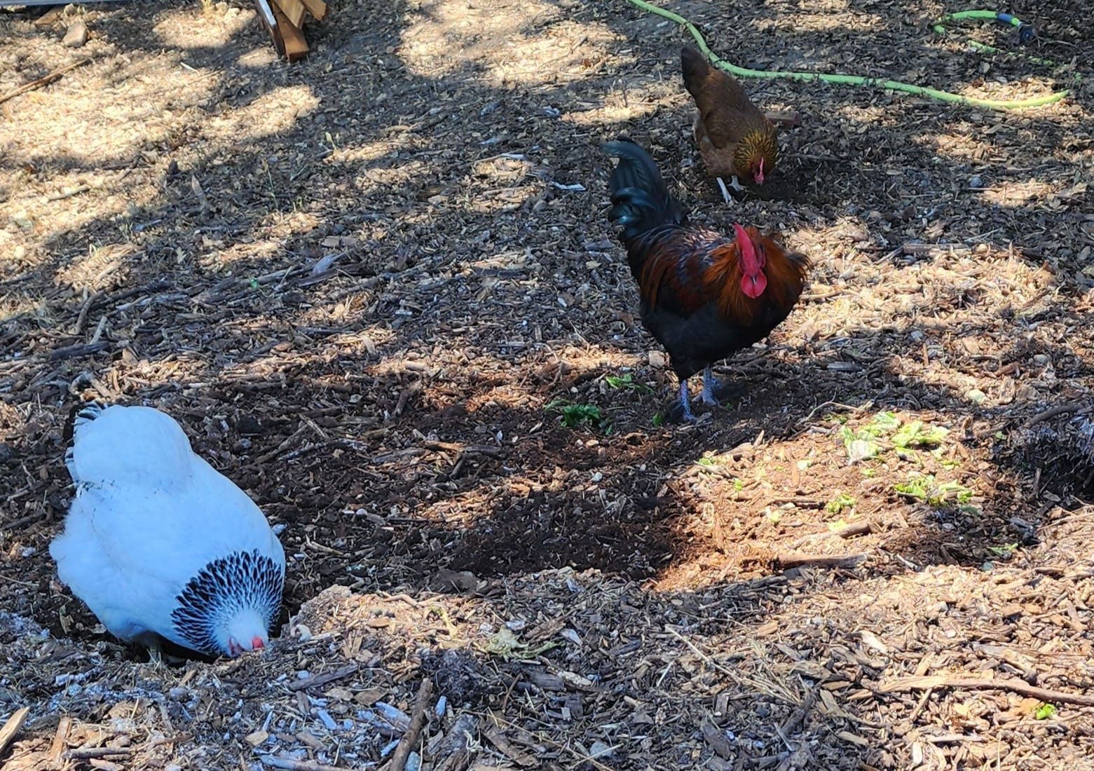 Our hens foraging on open ground in Danville