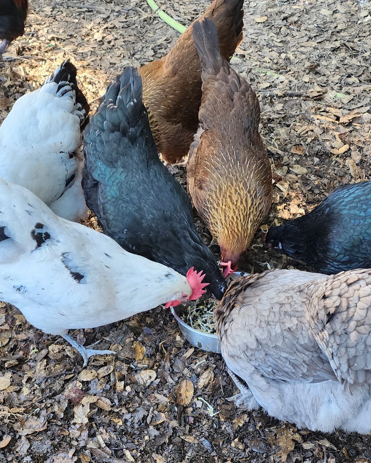 Our hens eating fresh sprouted greens